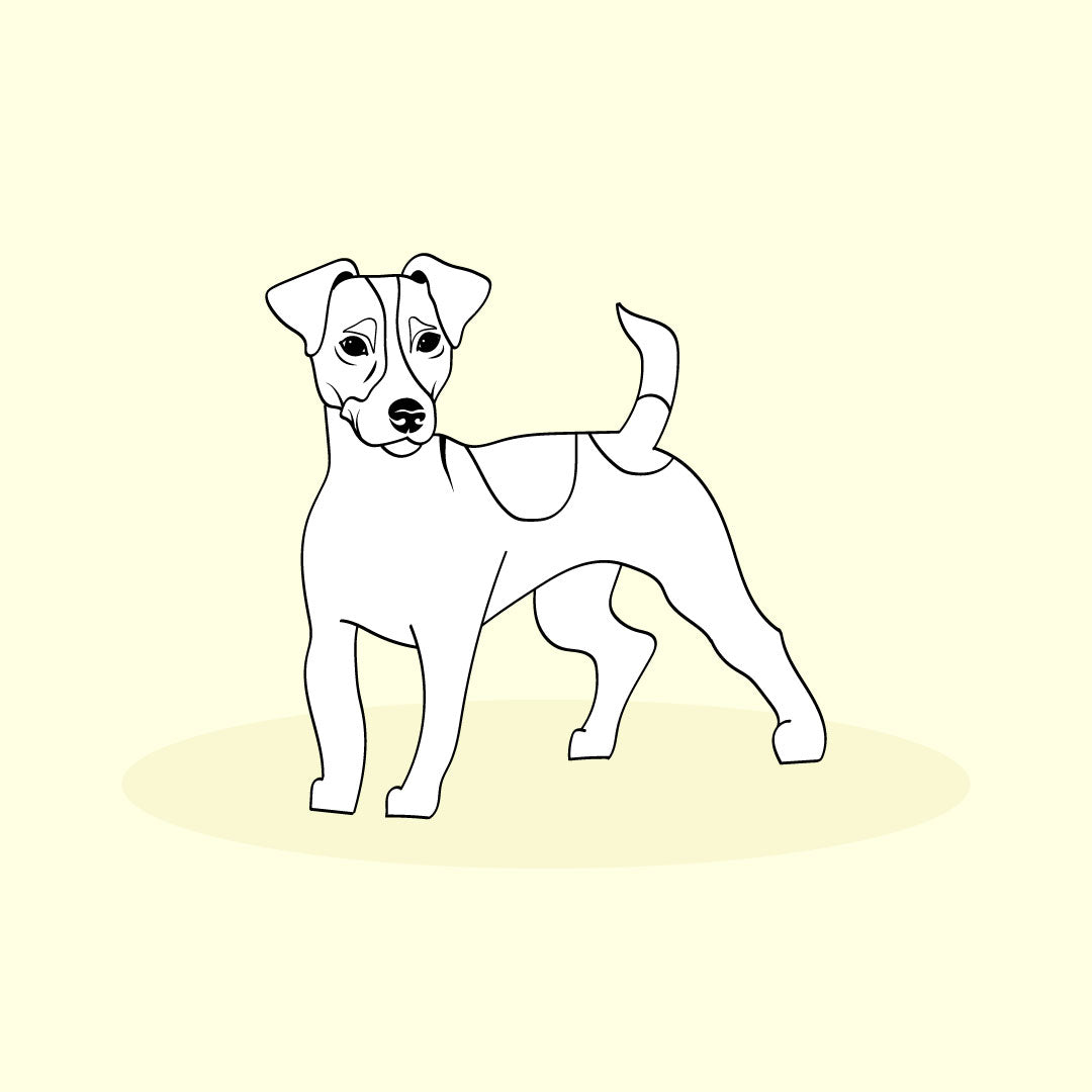 jack russell terrier