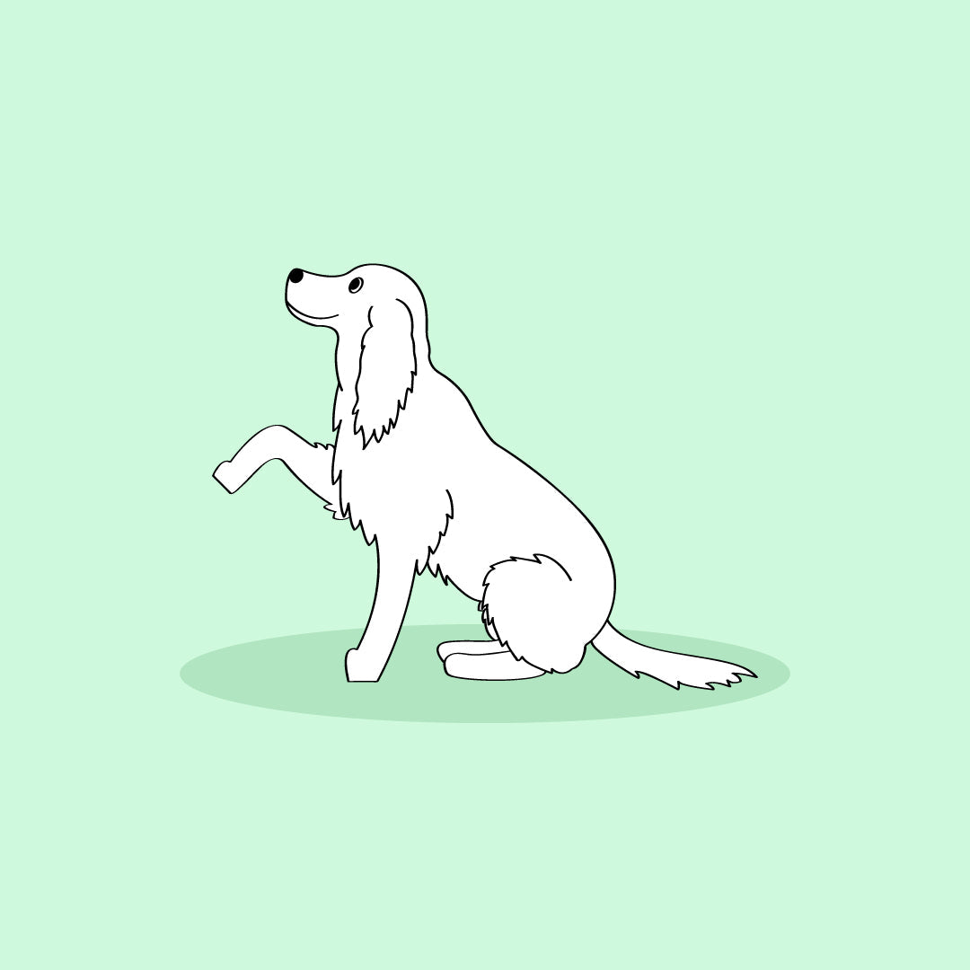 How to teach your dog to sit