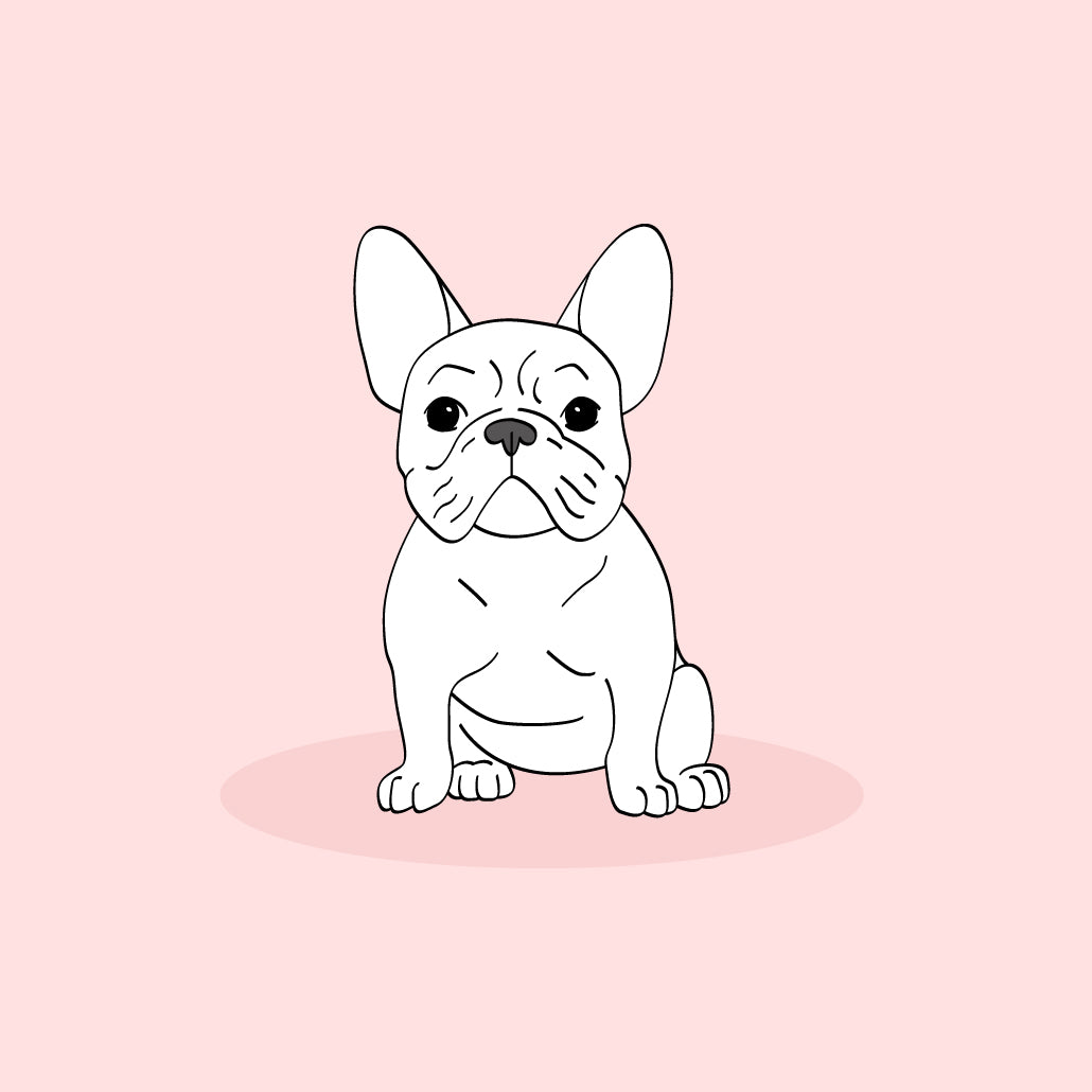 French Bulldogs