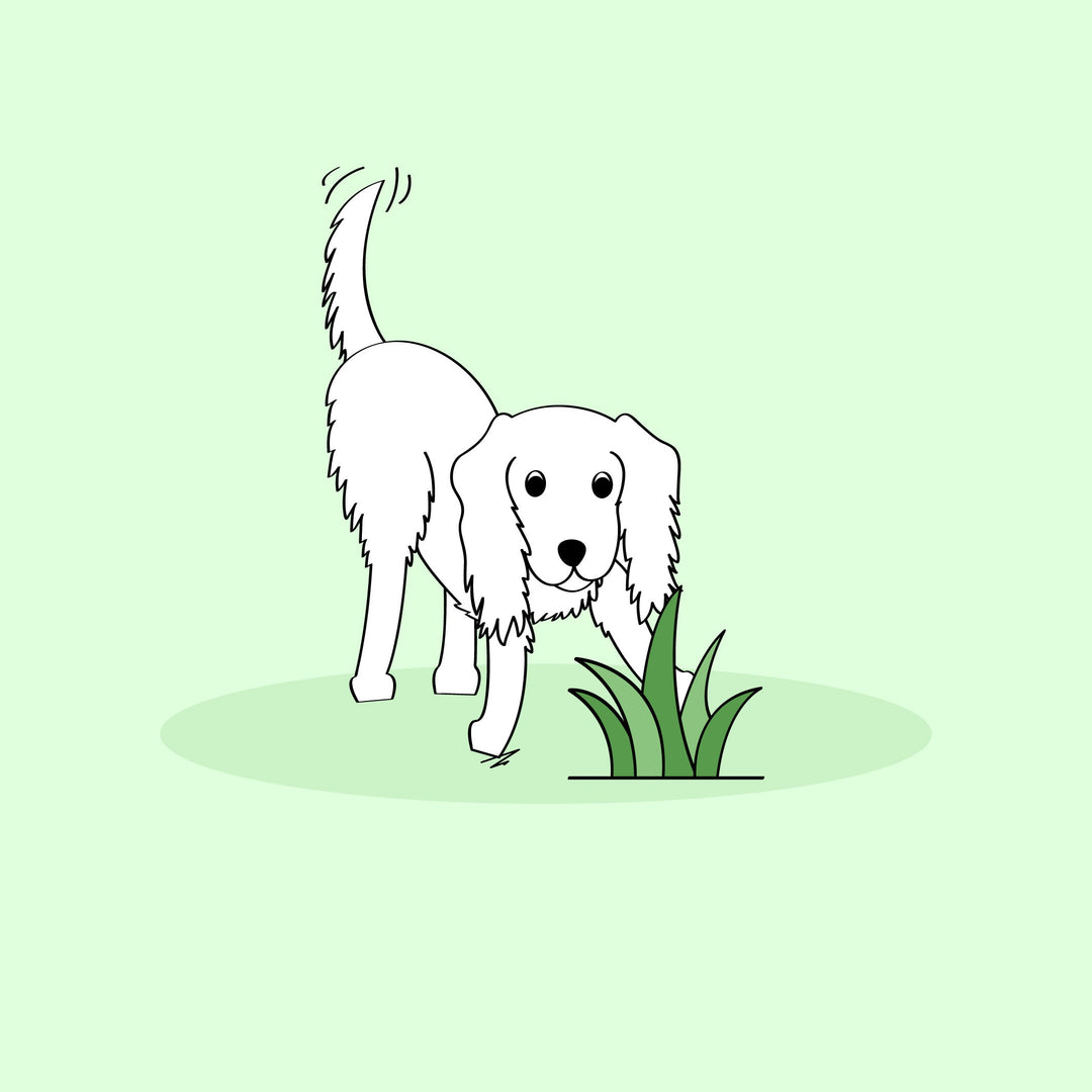 Why do dogs eat grass