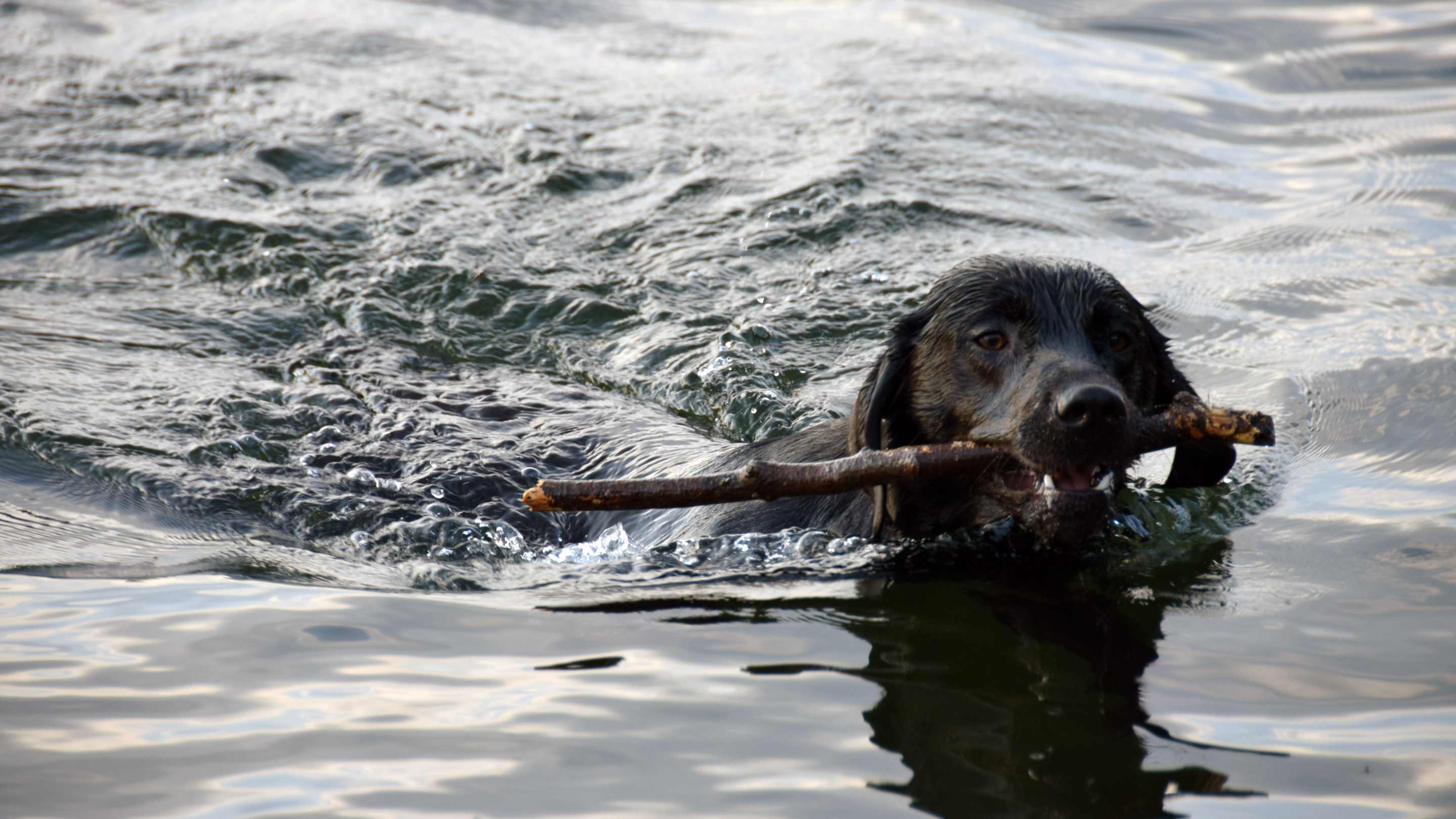 T Forrest black labrador