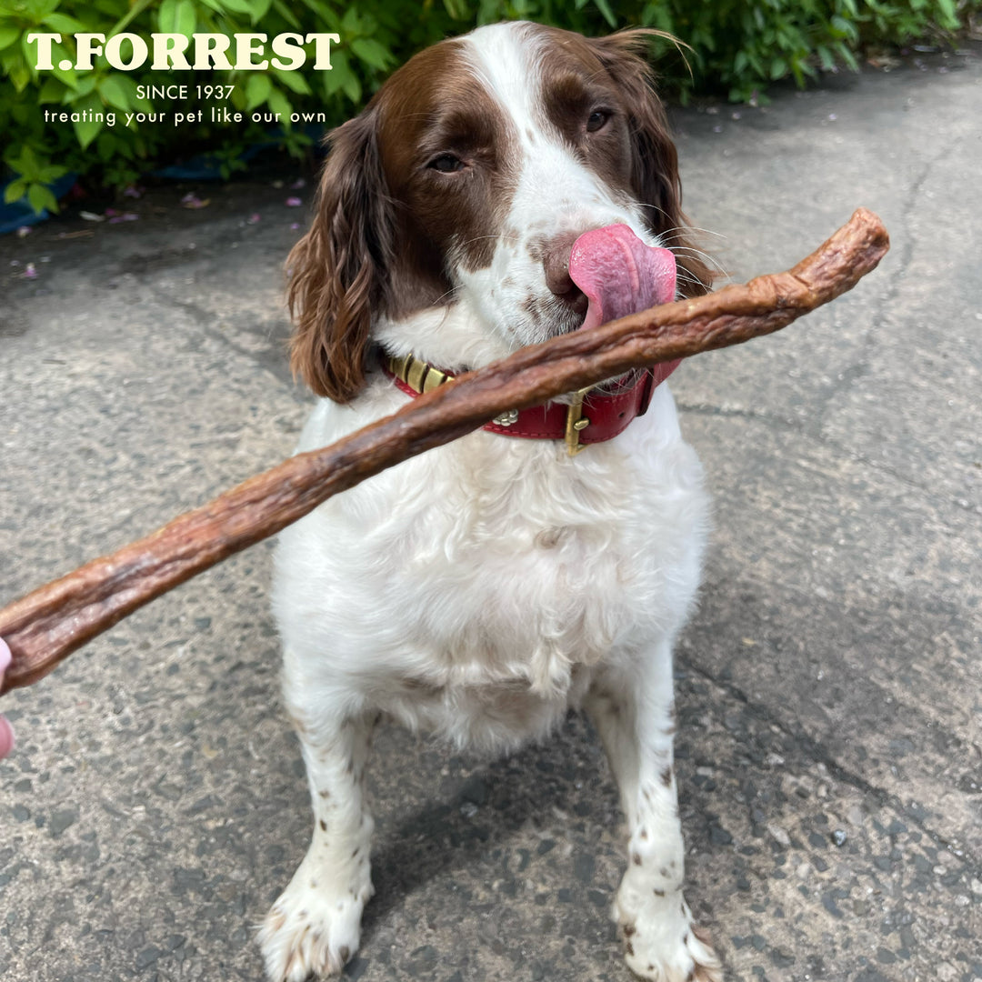 Dog Enjoying Jumbo Sausages