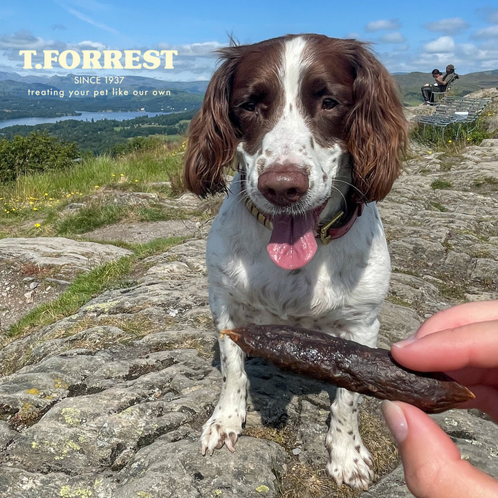 Dog Enjoying Mini Chicken Sausages