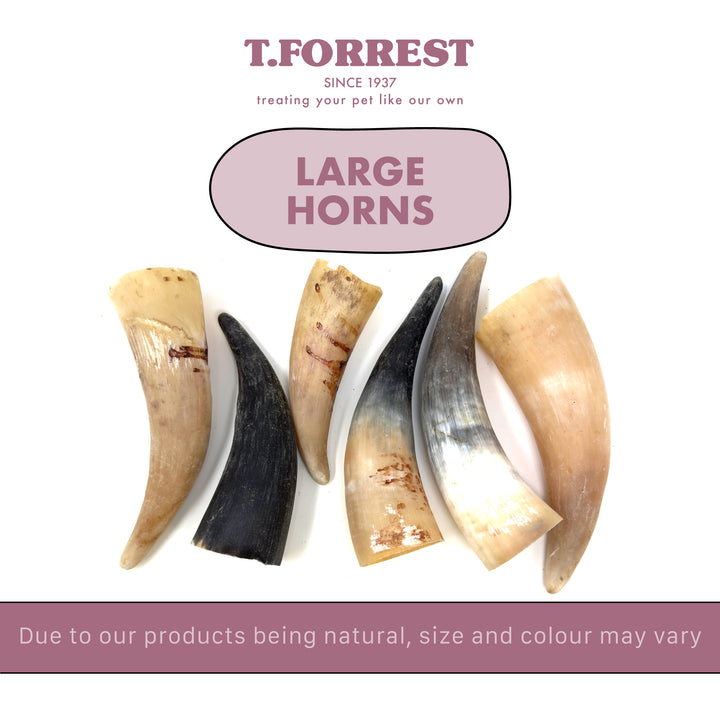 Large Buffalo Horn Sizes