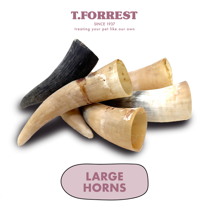 Large Buffalo Horns Bulk