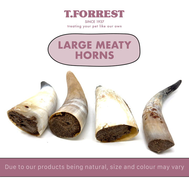 Large Meaty Buffalo Horns