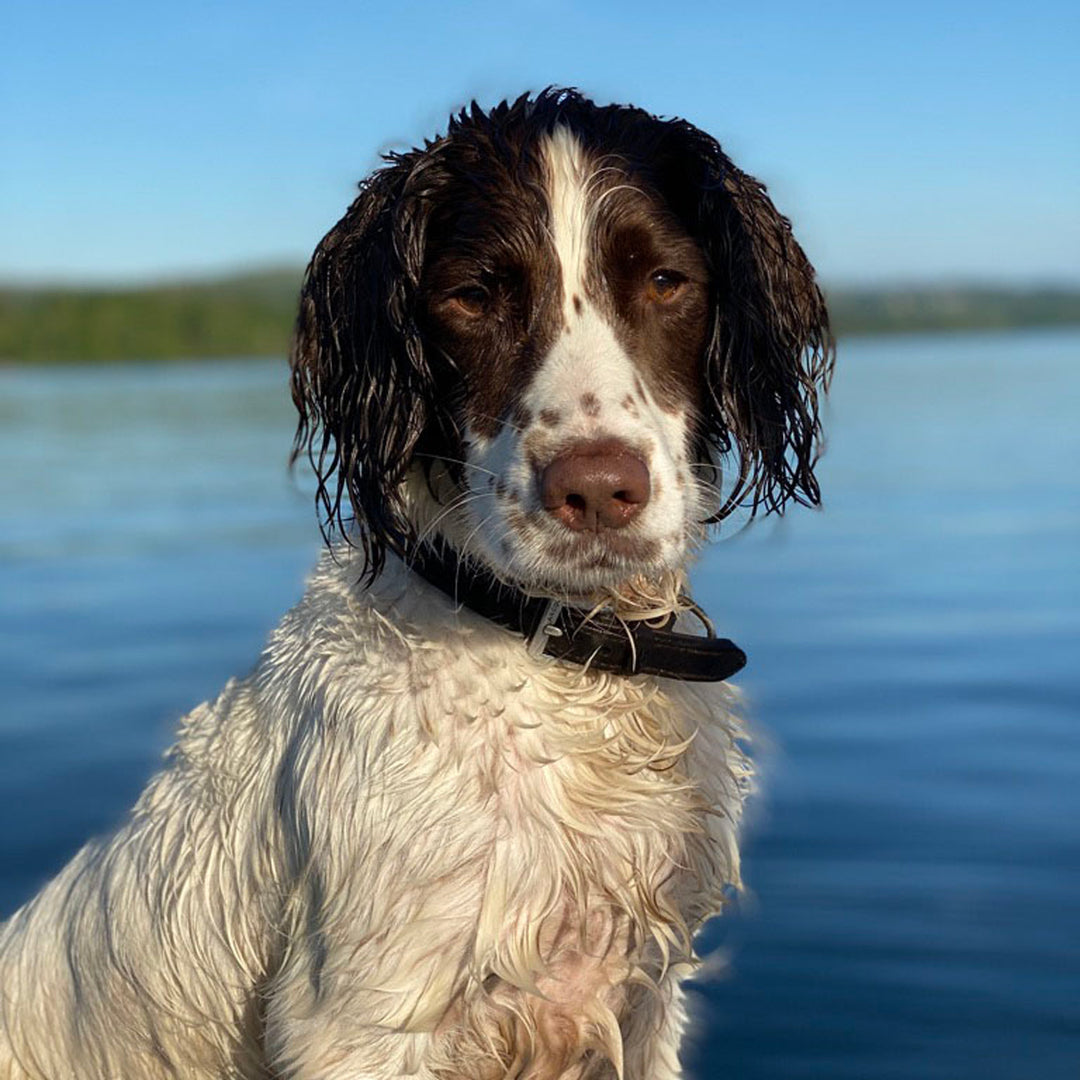 Bruno springer spaniel