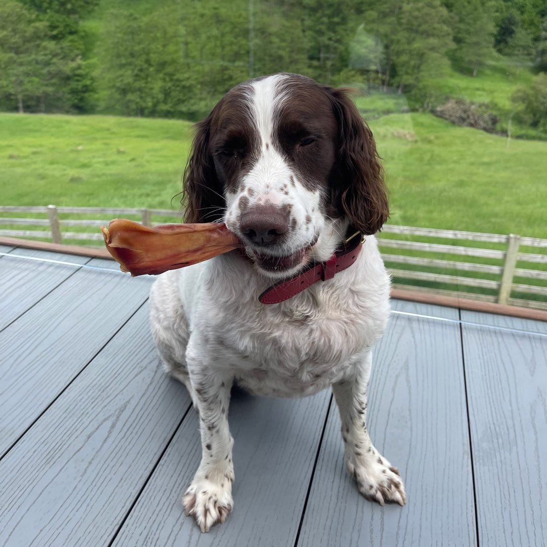 pigs ear dog treat