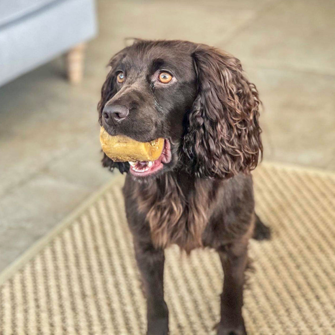 cocker spaniel dog treat