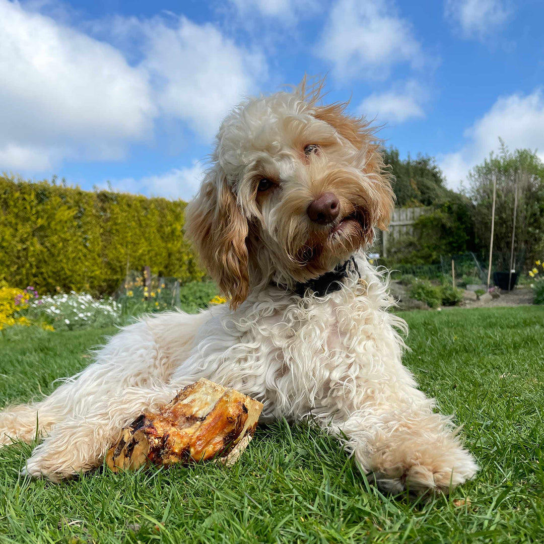 maggie roast knuckle bone