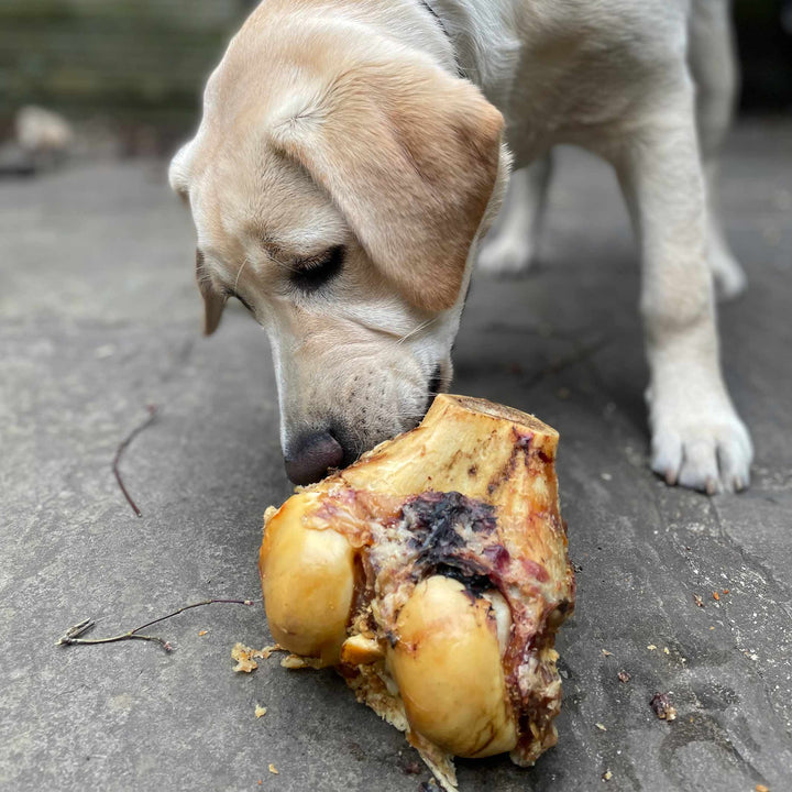 stella eating roast knuckle bone