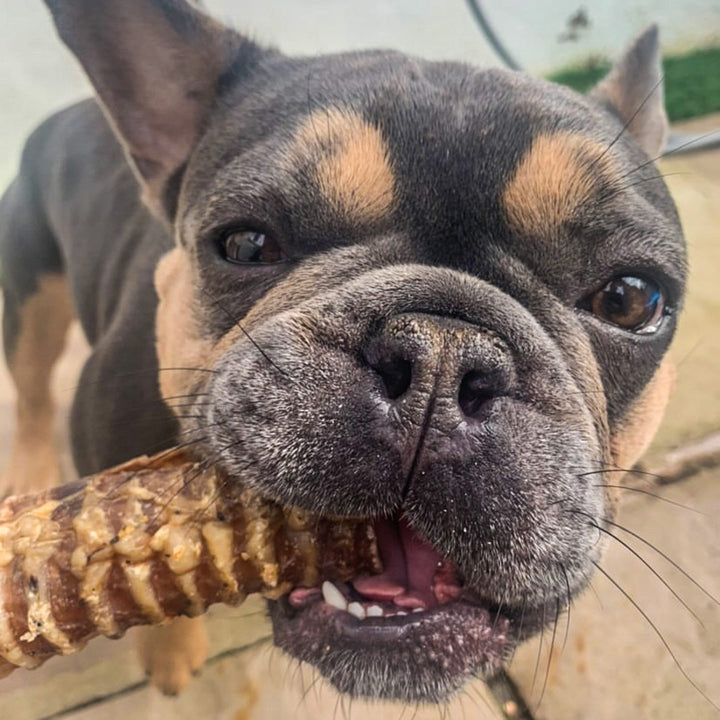 beef trachea for dogs